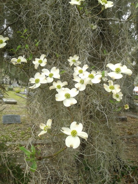 Dogwood blooms at Live Oak Cemetery, Selma, AL